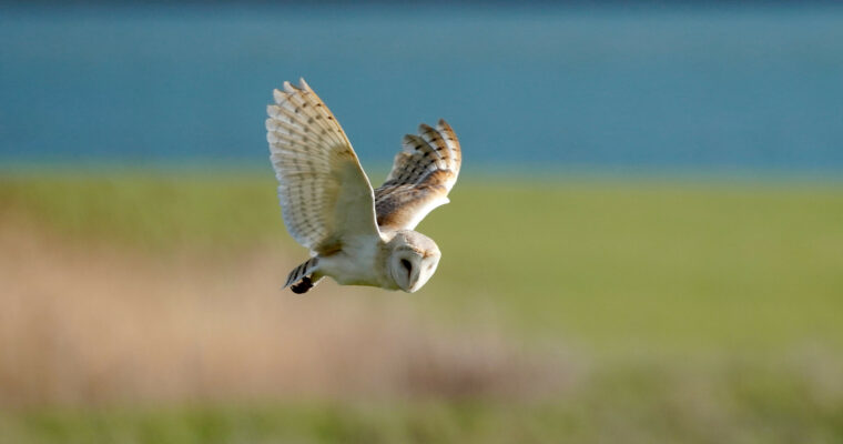 Barn Owl In Flight By Jim Higham Aspect Ratio 760 400