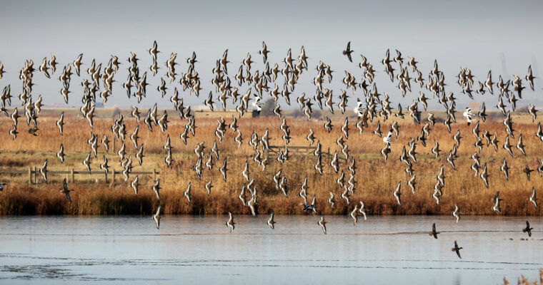 Black Tailed Godwits In Flight By Jim Higham Aspect Ratio 760 400