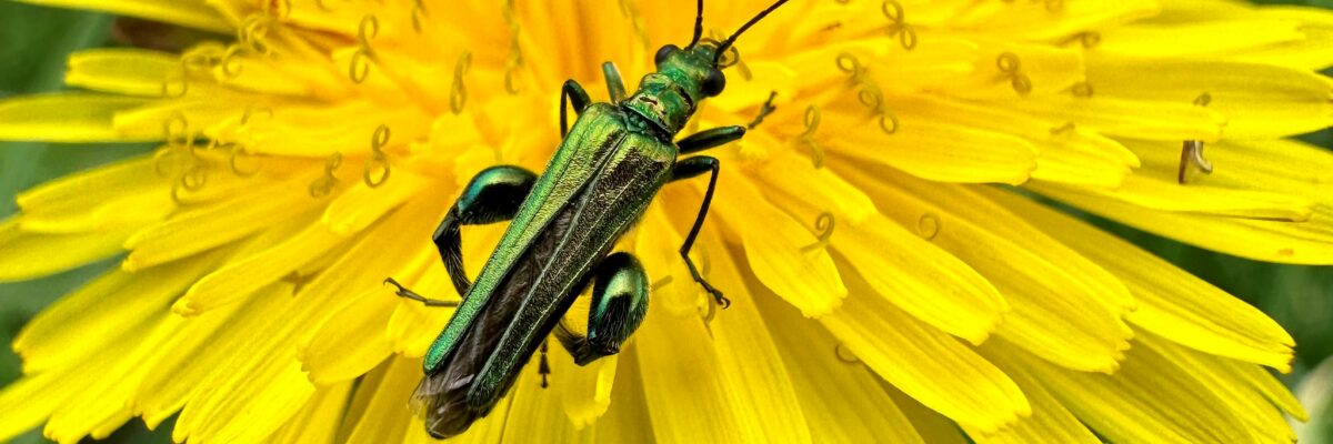 Thick Thighed Beetle Scaled Aspect Ratio 1200 400