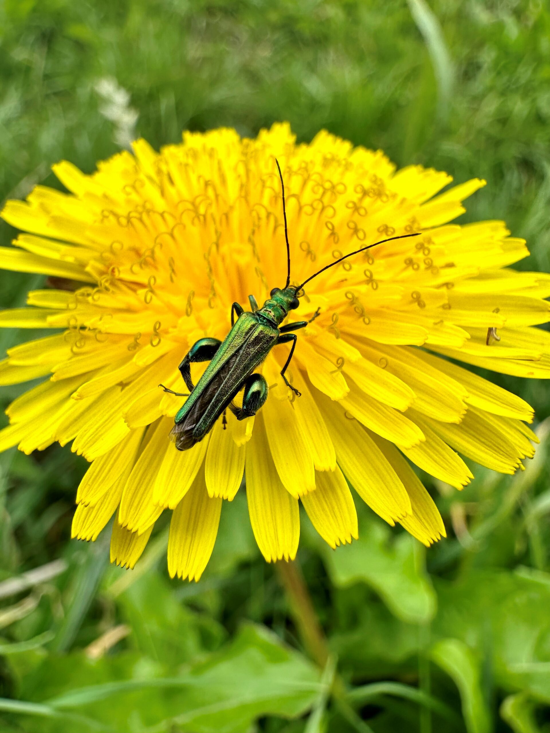 Thick Thighed Beetle