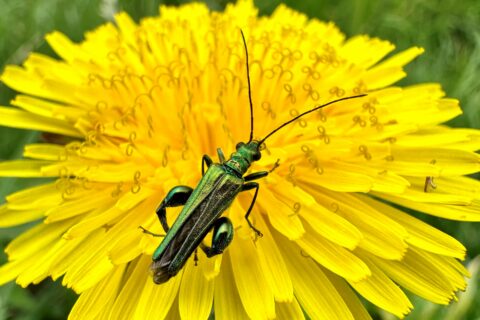 Thick Thighed Beetle Scaled Aspect Ratio 480 320