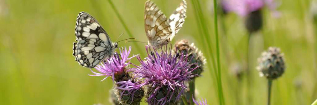 P9 Ranscombe Butterflies C OCND 1 Aspect Ratio 1200 400