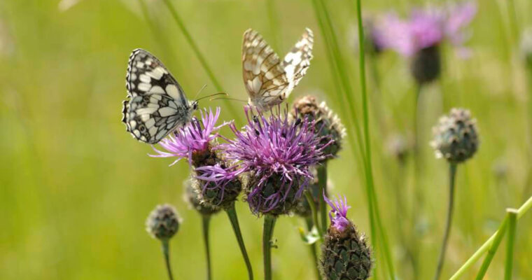 P9 Ranscombe Butterflies C OCND 1 Aspect Ratio 760 400