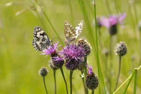 Ranscombe Butterflies 1 Aspect Ratio 480 320