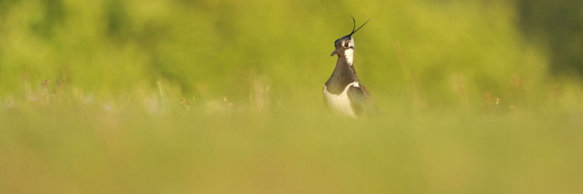 P17 Lapwing C Ben Andrew RSPB Images 1 Aspect Ratio 1200 400