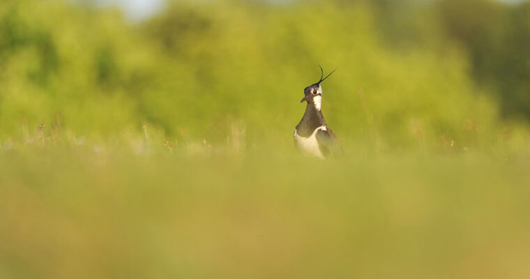 P17 Lapwing C Ben Andrew RSPB Images 1 Aspect Ratio 760 400