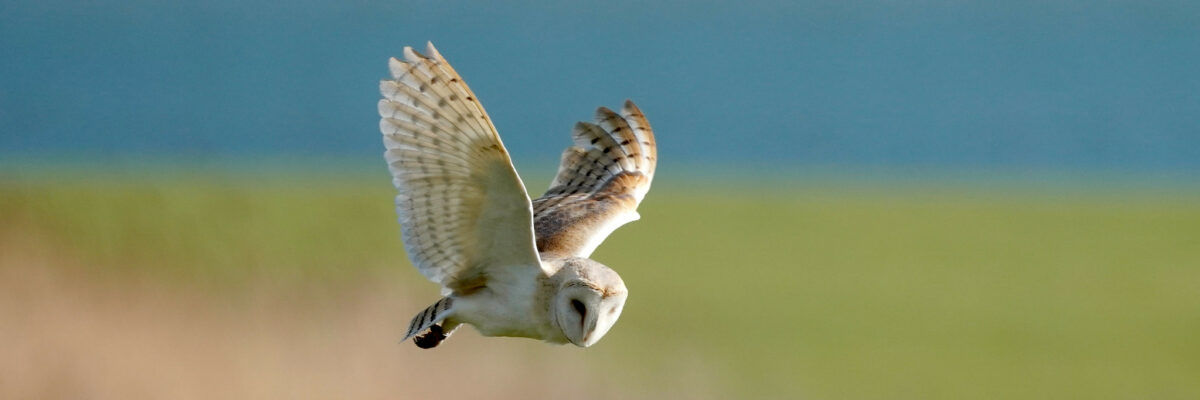 Barn Owl In Flight By Jim Higham Aspect Ratio 1200 400