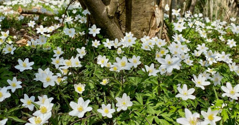 Wood Anenomes3 Aspect Ratio 760 400