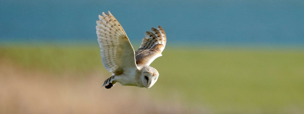 Barn Owl In Flight By Jim Higham Aspect Ratio 1280 480