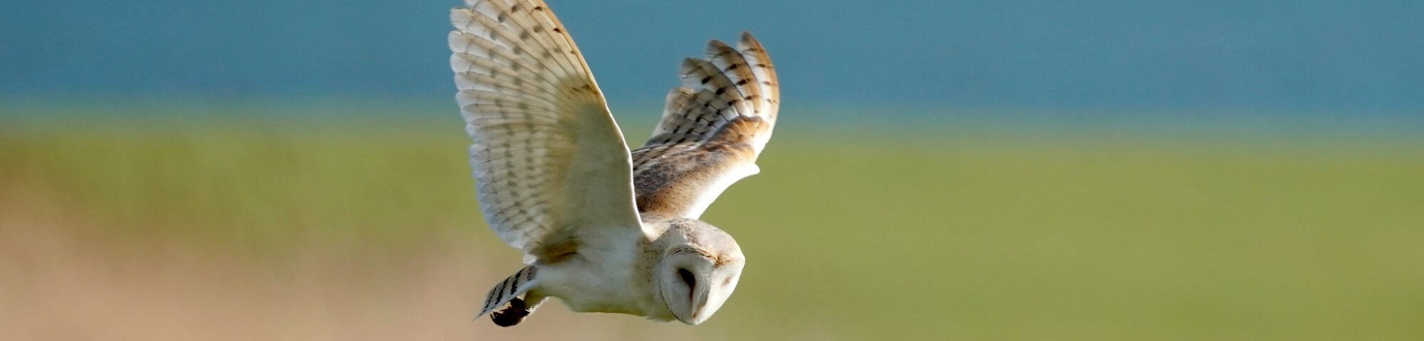 Barn Owl In Flight By Jim Higham Aspect Ratio 2000 480