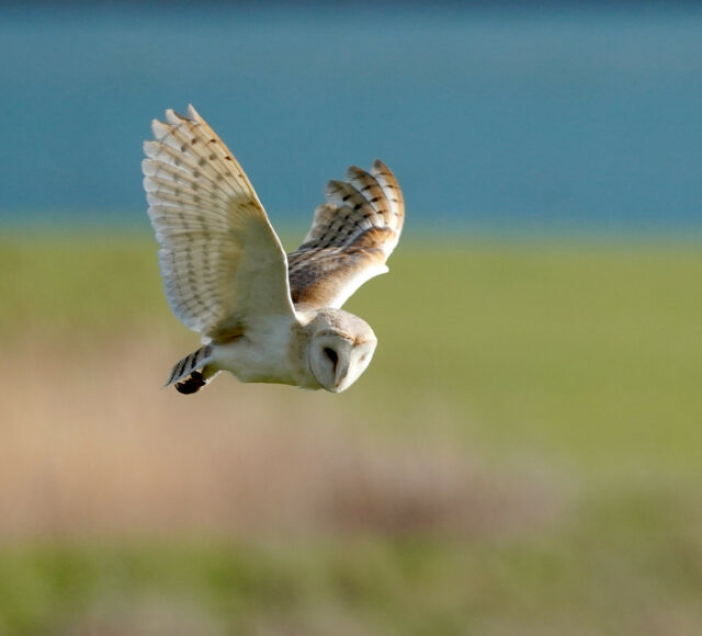 Barn Owl In Flight By Jim Higham Aspect Ratio 640 580