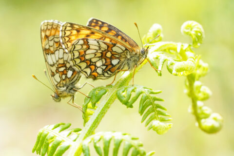 Heath Fritillarys By Jim Higham Aspect Ratio 480 320