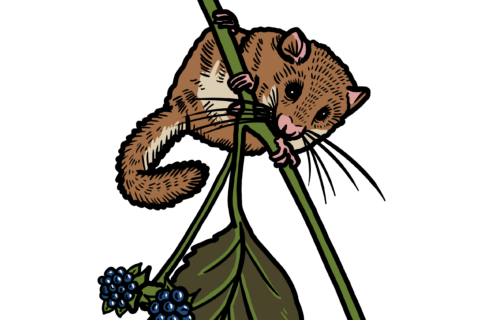 MakingSpaceforNAture_3_Woodland_2_Animals_DorMouse Copy Aspect Ratio 480 320